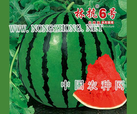 林抗6号